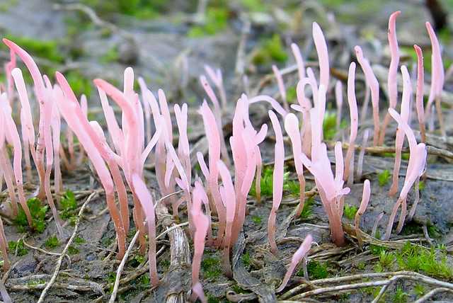 Typhula incarnata      Lasch